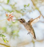 brown humming bird flying in the air