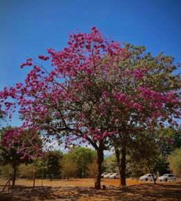 pink-cherry-blossom-tree-during-daytime.jpg pink cherry blossom tree during daytime