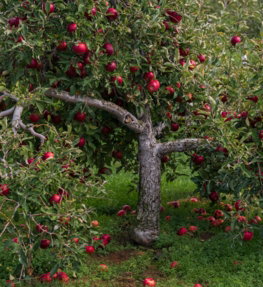 an-apple-tree-filled-with-lots-of-red-apples.jpg an apple tree filled with lots of red apples