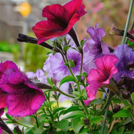 a-bunch-of-flowers-that-are-in-a-vase.jpg a bunch of flowers that are in a vase