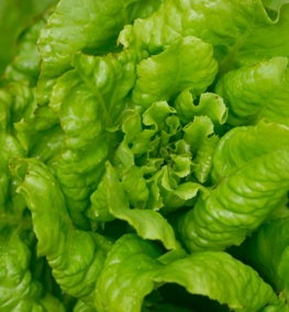 a-close-up-of-a-green-leafy-plant.jpg a close up of a green leafy plant