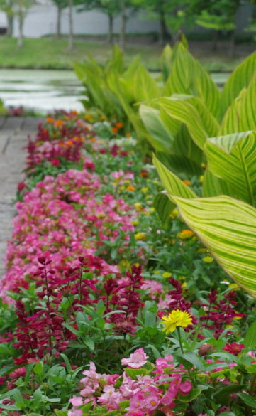 A garden filled with lots of colorful flowers