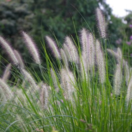 a-close-up-of-a-field-of-grass-with-trees-in-the-background.jpg A close up of a field of grass with trees in the background