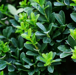 a-close-up-of-a-bush-with-green-leaves.jpg A close up of a bush with green leaves