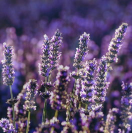 purple-flower-in-tilt-shift-lens.jpg purple flower in tilt shift lens