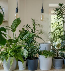 green-plant-in-white-ceramic-pot.jpg green plant in white ceramic pot