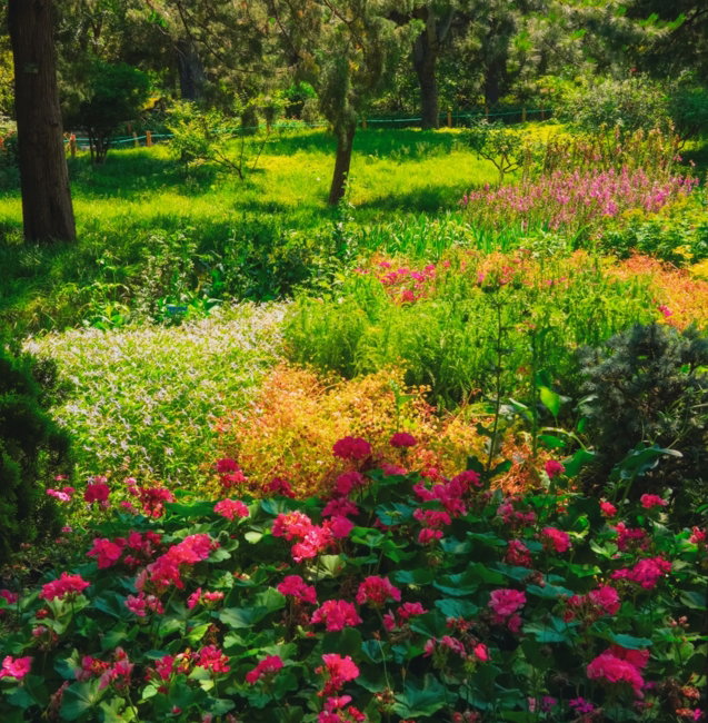 A lush, colorful garden is illuminated by sunlight