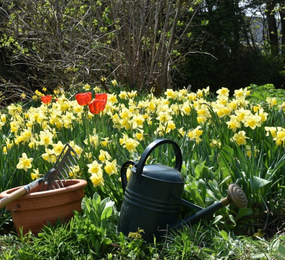 a garden filled with lots of yellow flowers