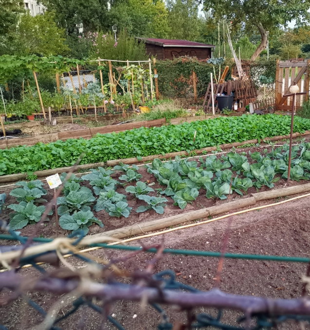 green leafy vegetables in garden